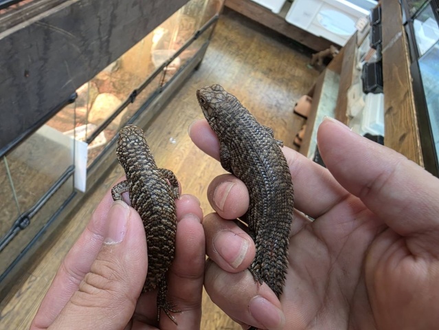 ストケスイワトカゲ