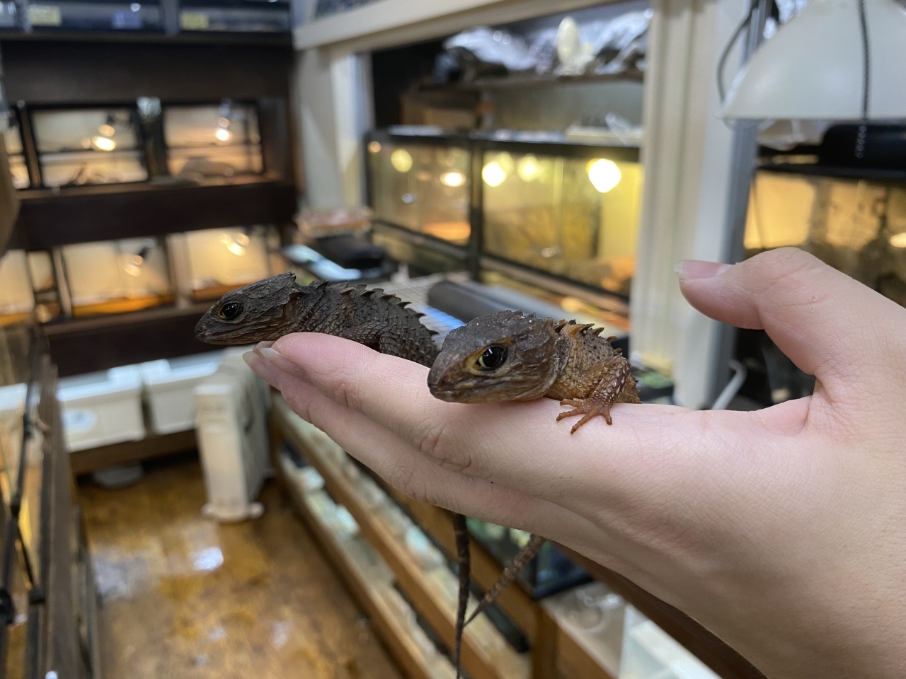 モトイカブトトカゲ(1)