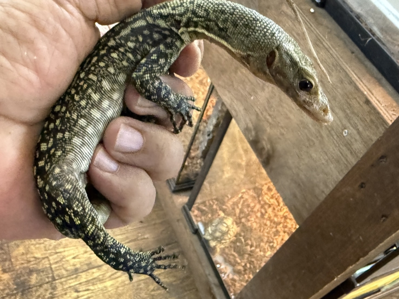 イエローヘッドモニター(2)