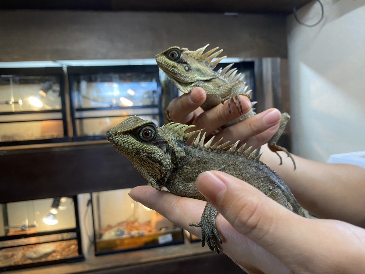 ナタリアクシトカゲ(2)