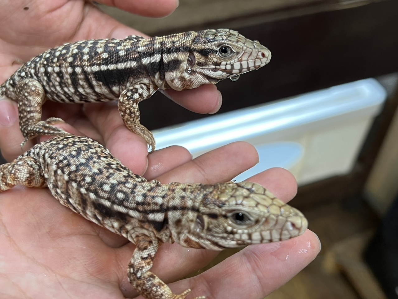 アルゼンチンレッドテグー(2)