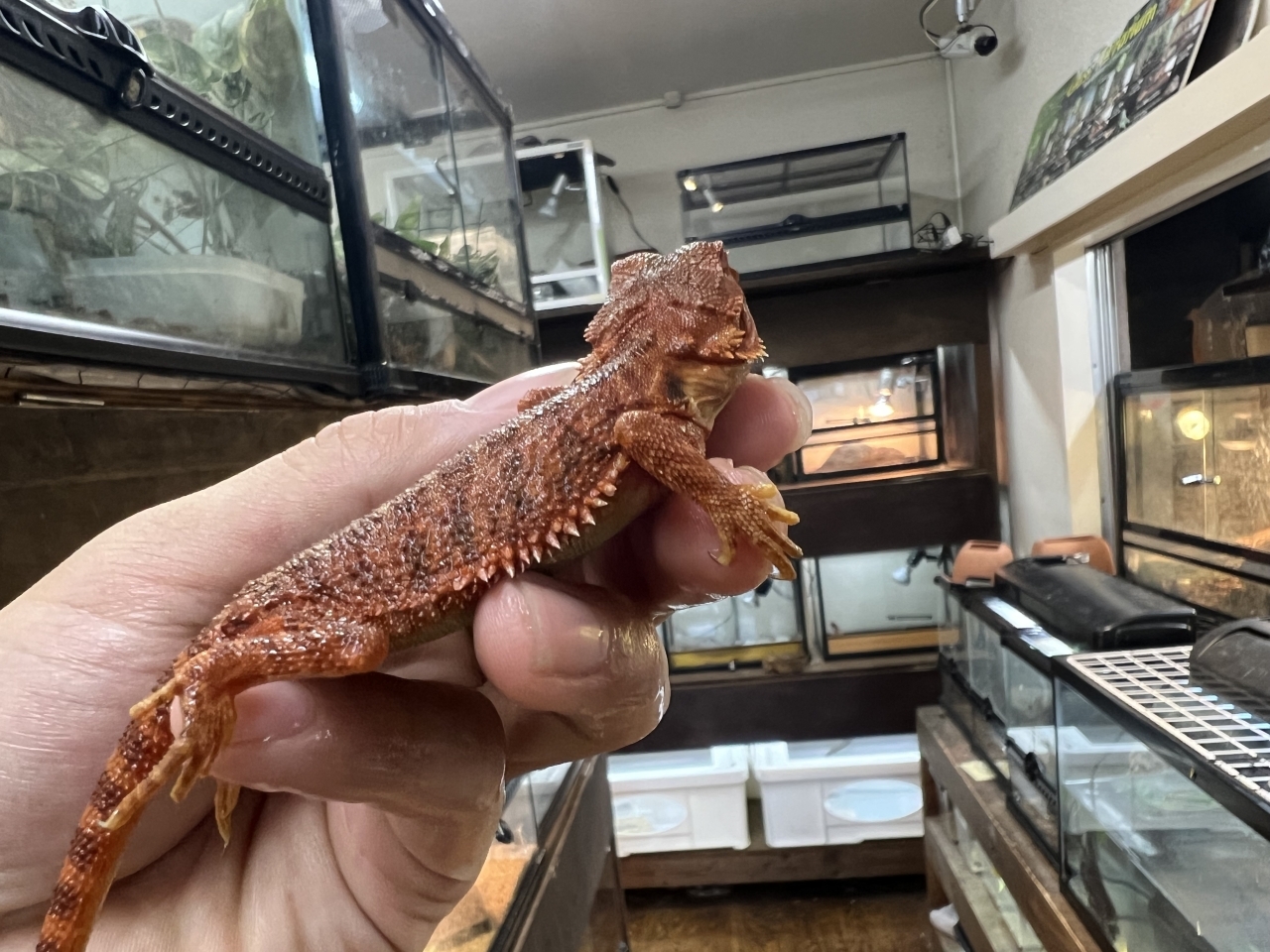 フトアゴヒゲトカゲ (ハーフダークレッドトランス)(3)