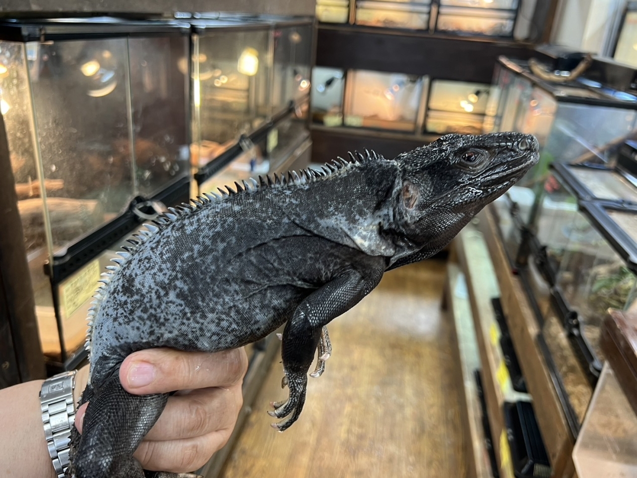 バナナスパイニーテールイグアナ（パンダパイド）(2)