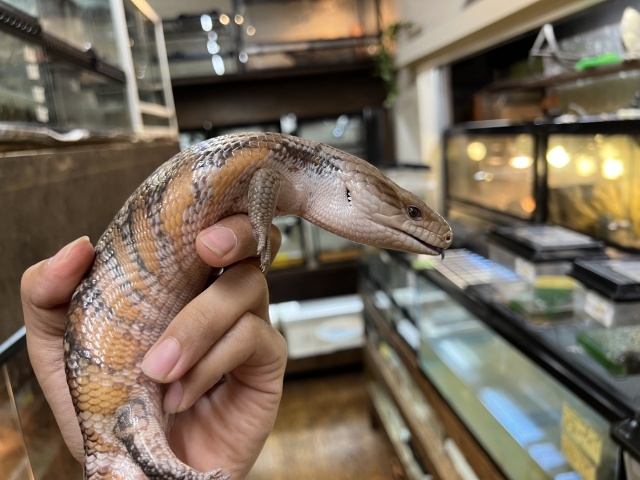 キタアオジタトカゲ（サンセットhetパターンレス）（No.1）