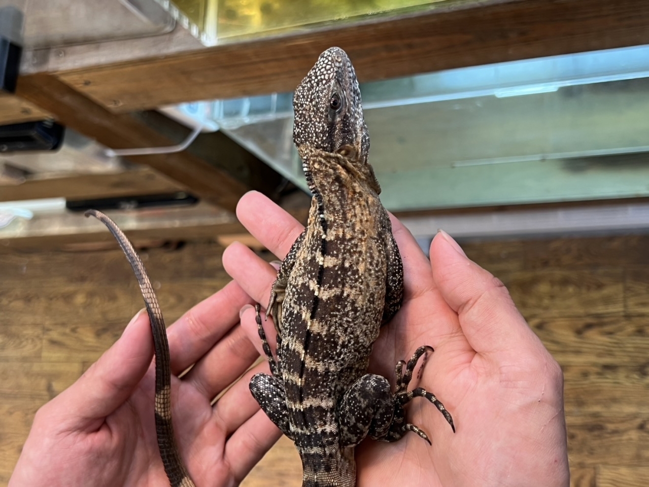 バナナスパイニーテールイグアナ（ケリーライン）（No.1）(4)