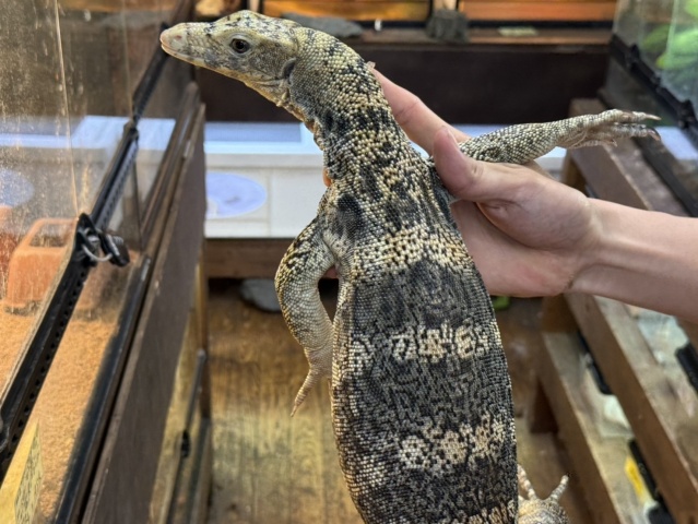 サルファモニター（ハイイエロー）