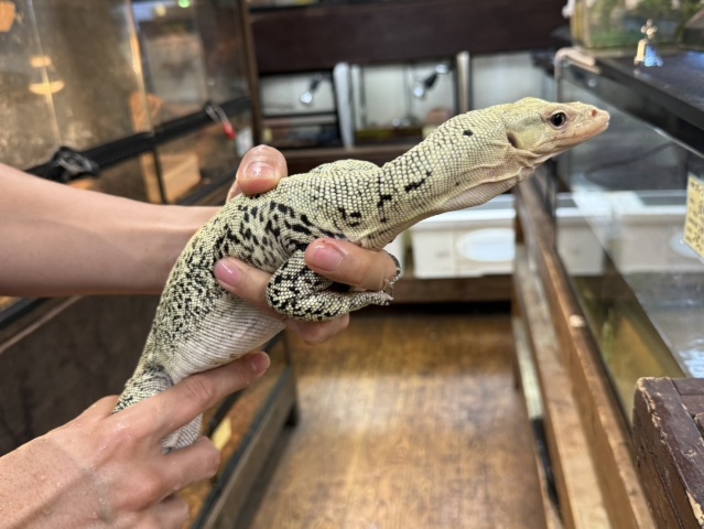 イエローヘッドモニター