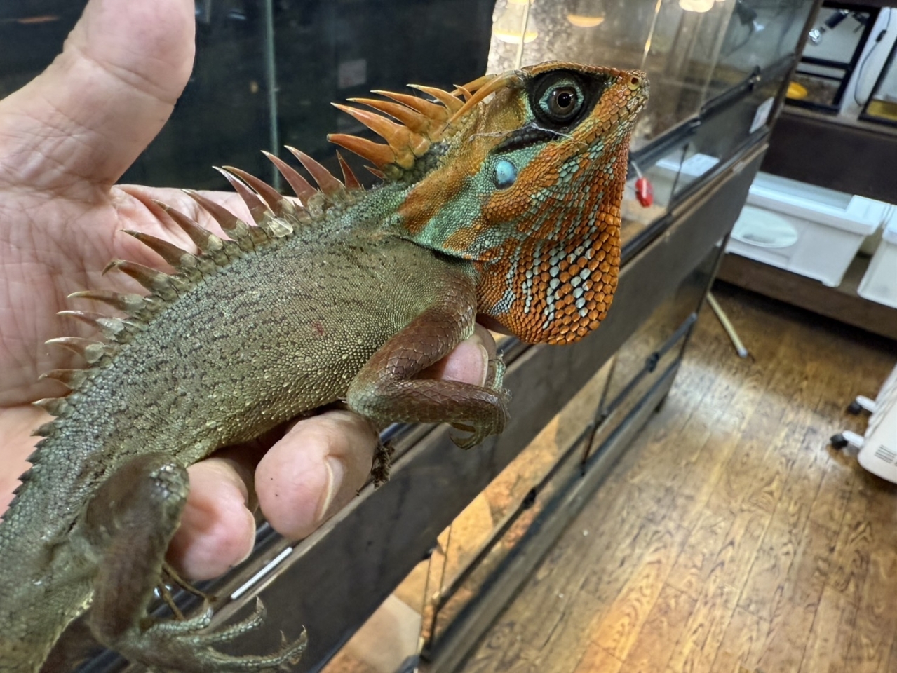 ナタリアクシトカゲ(3)