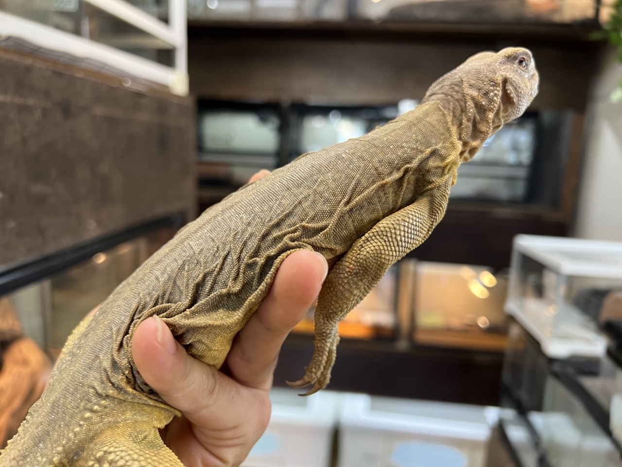 エジプトトゲオアガマ(4)