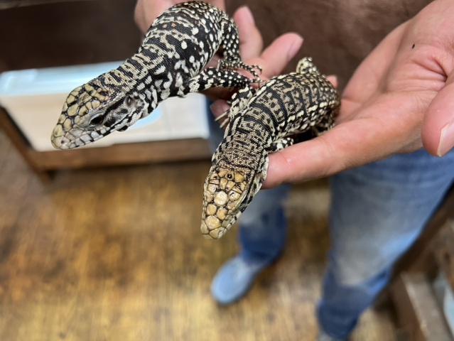 アルゼンチンブラックアンドホワイトテグー