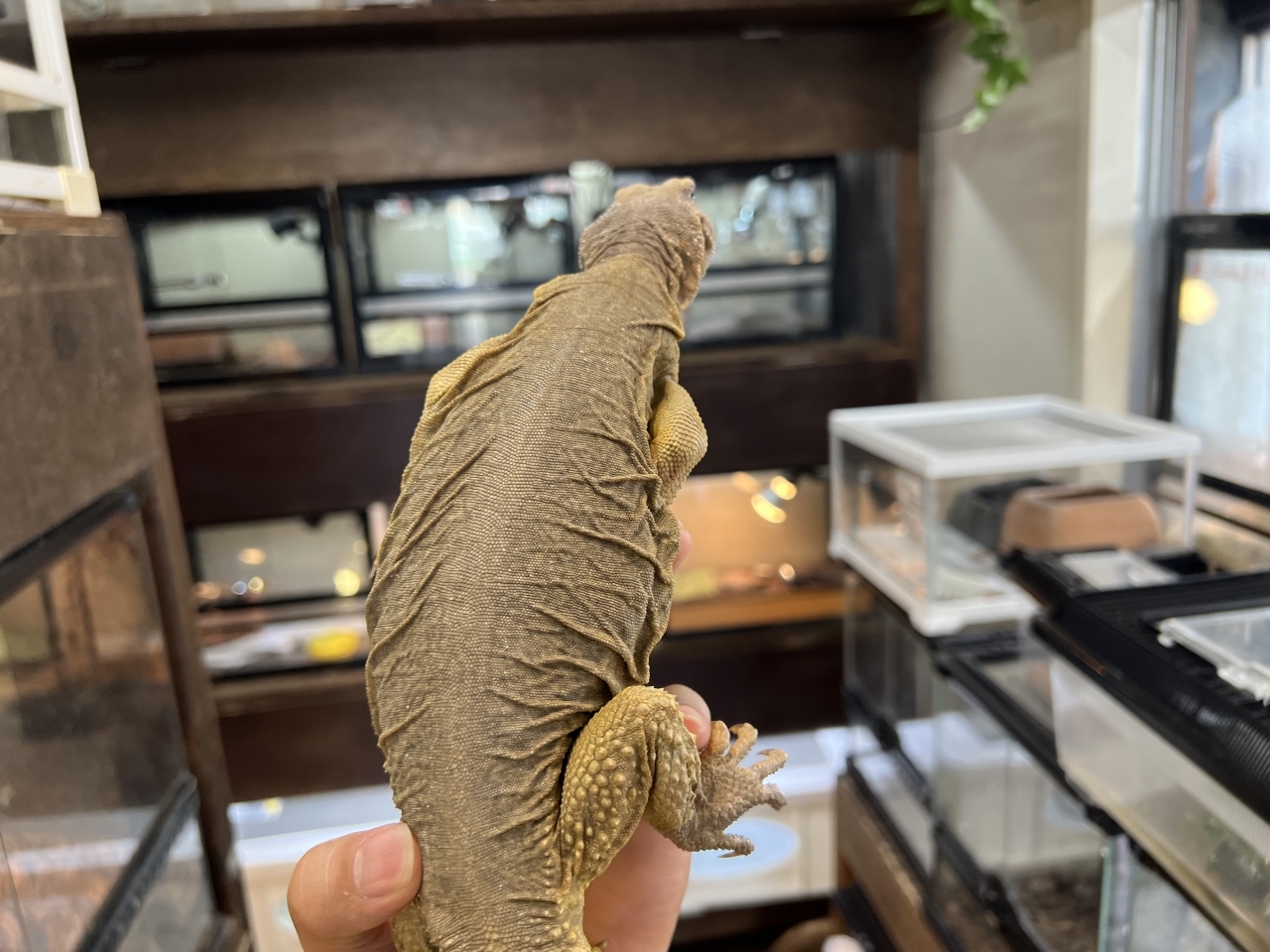 エジプトトゲオアガマ(2)