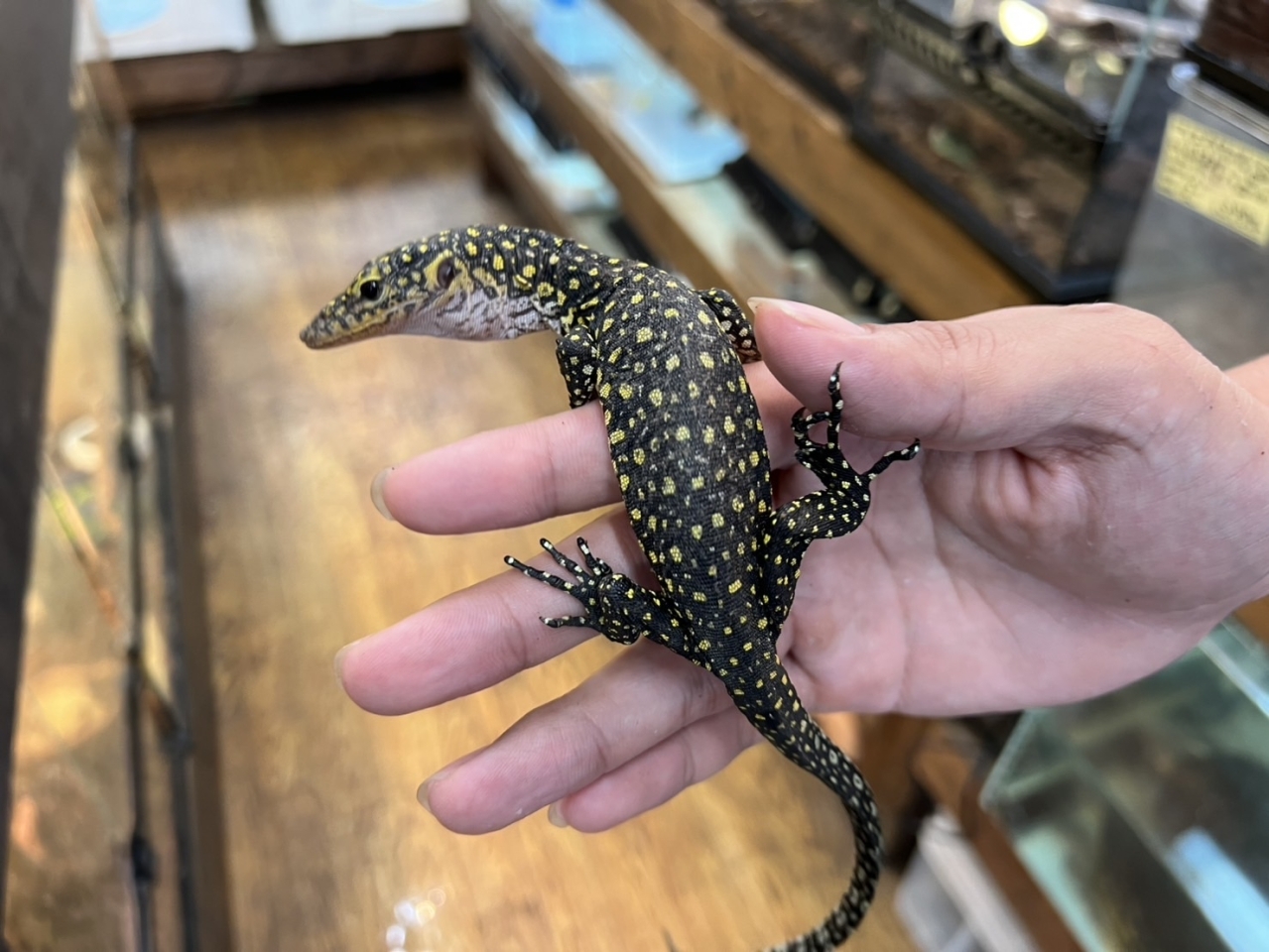 カイケチルモニター(3)