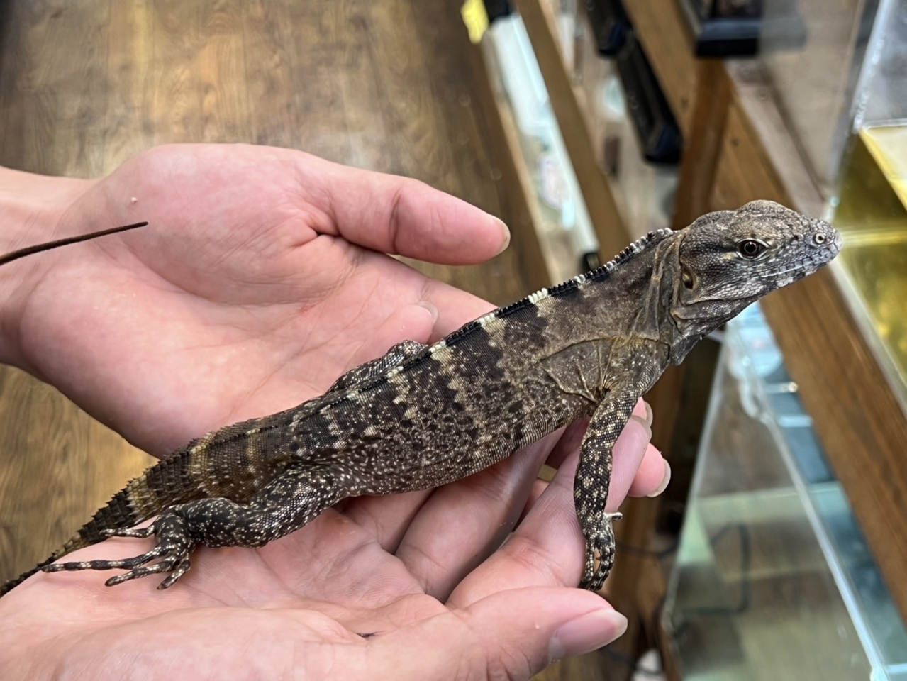 バナナスパイニーテールイグアナ（ケリーライン）（No.2）(4)