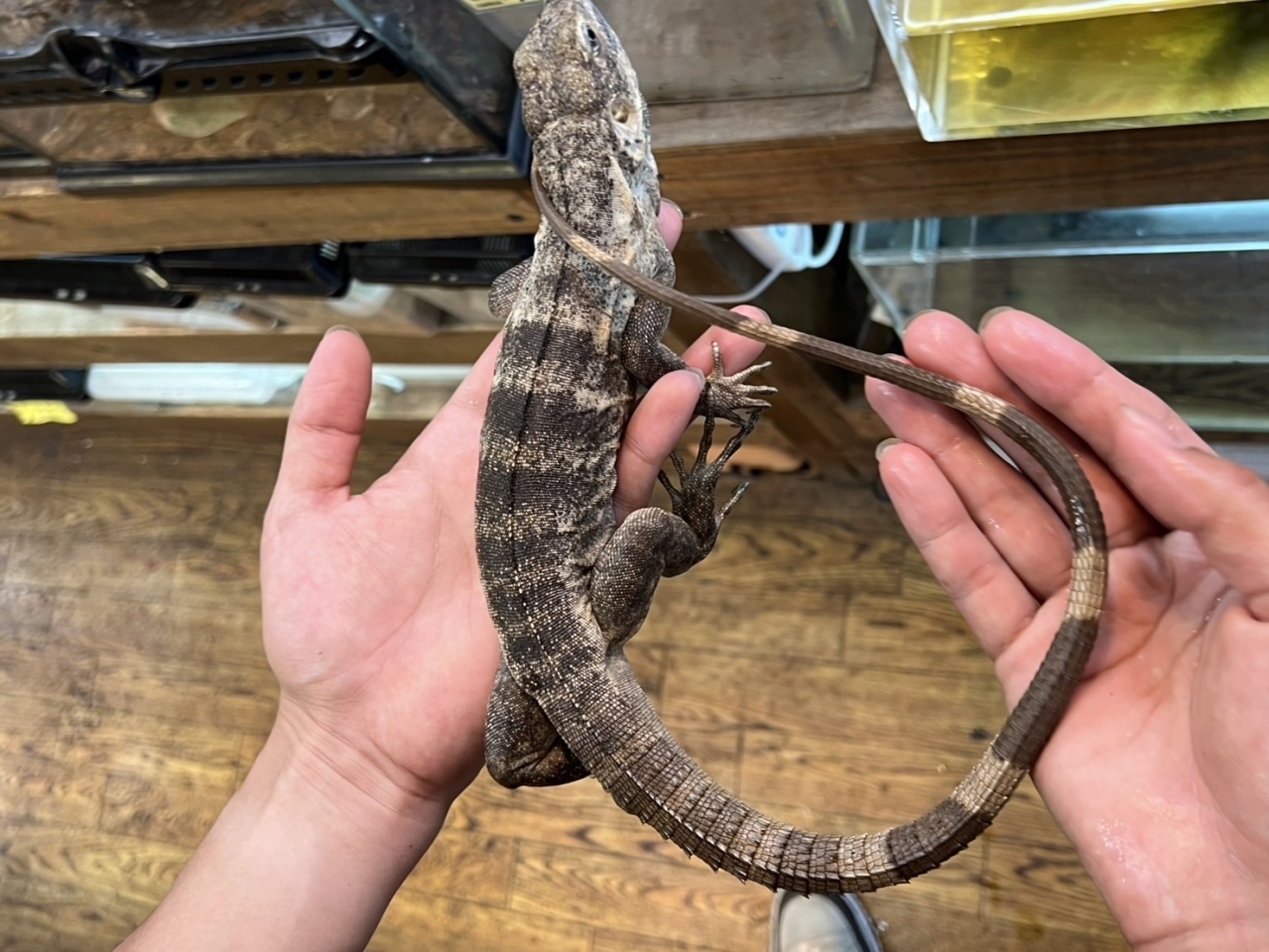 バナナスパイニーテールイグアナ(パンダパイド)（No.3）(3)