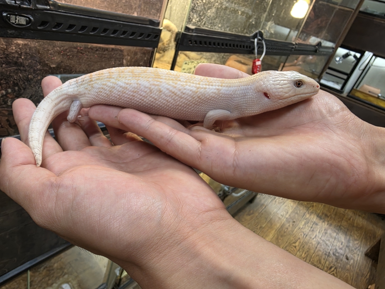 キタアオジタトカゲ（スーパーハイポ）（No.3）(3)