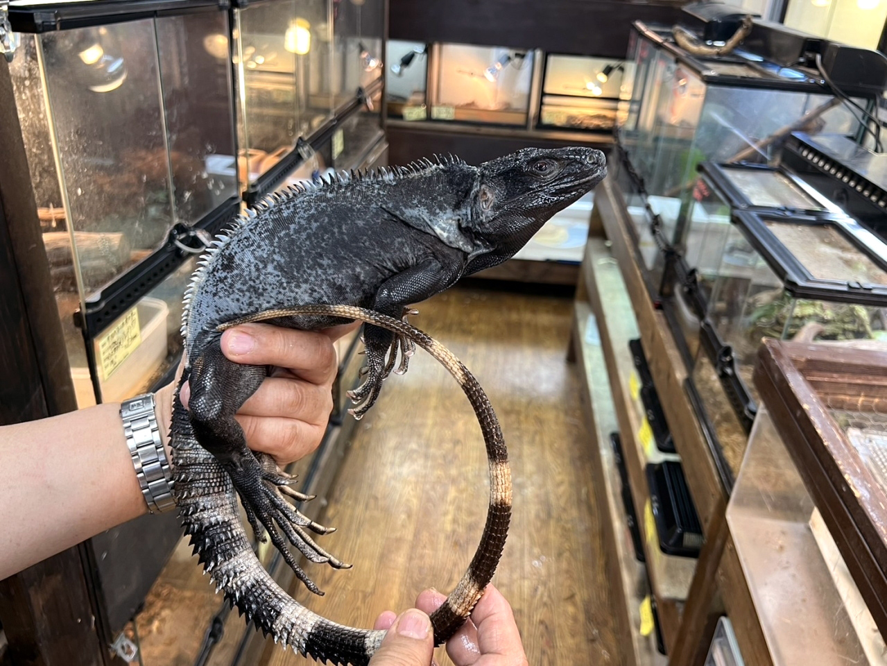 バナナスパイニーテールイグアナ（パンダパイド）(1)