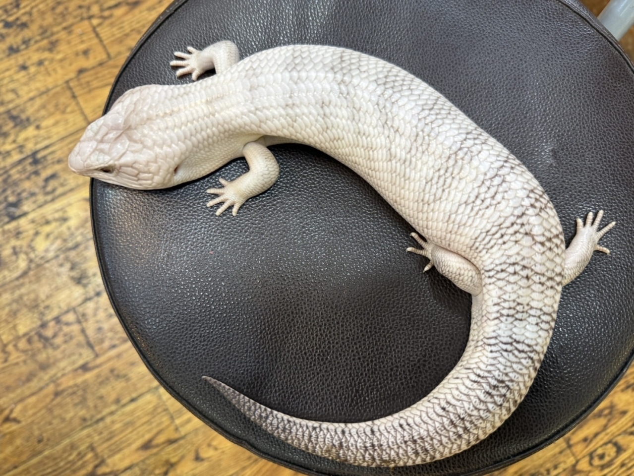 キタアオジタトカゲ(スーパーハイポhetアザンティック)(1)