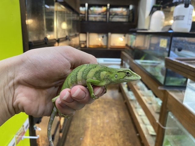 ノギハラハガクレトカゲ