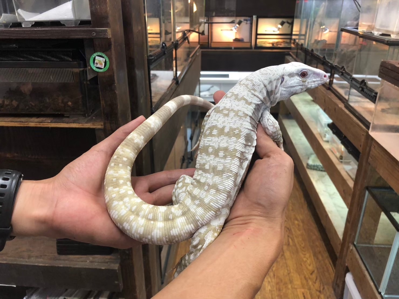 アルビノブルーテグー(3)