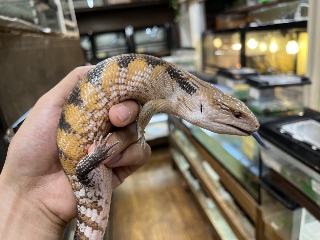 キタアオジタトカゲ（サンセットhetパターンレス）（No.2）