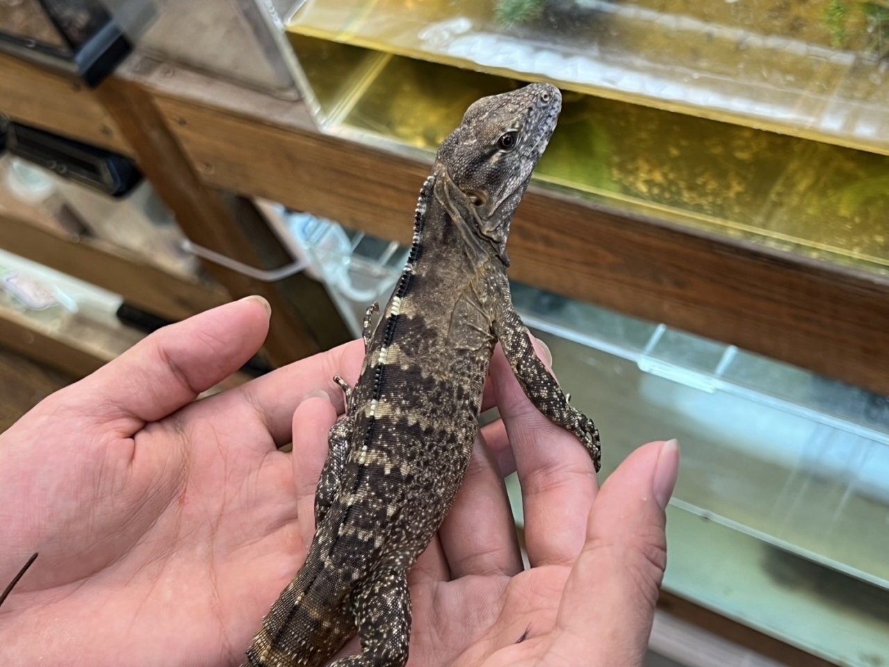 バナナスパイニーテールイグアナ（ケリーライン）（No.2）(3)