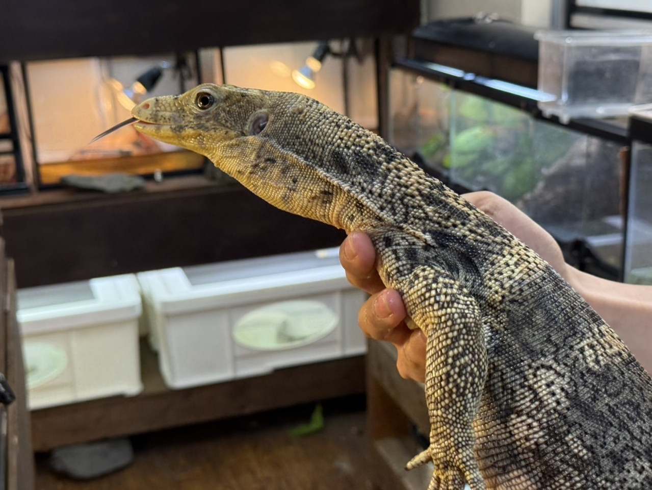 サルファモニター（ハイイエロー）(2)