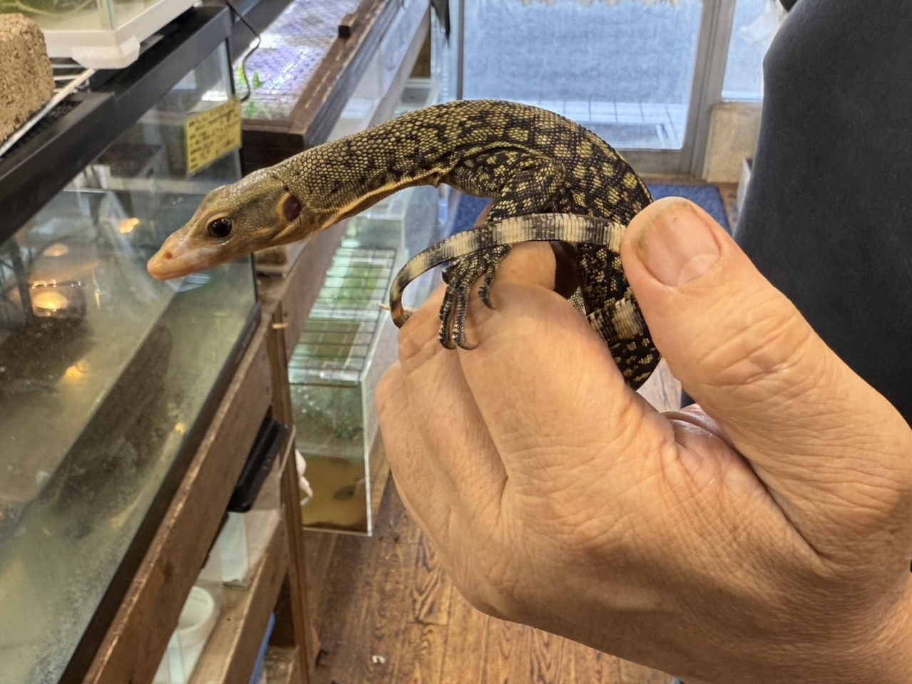 イエローヘッドモニター(1)