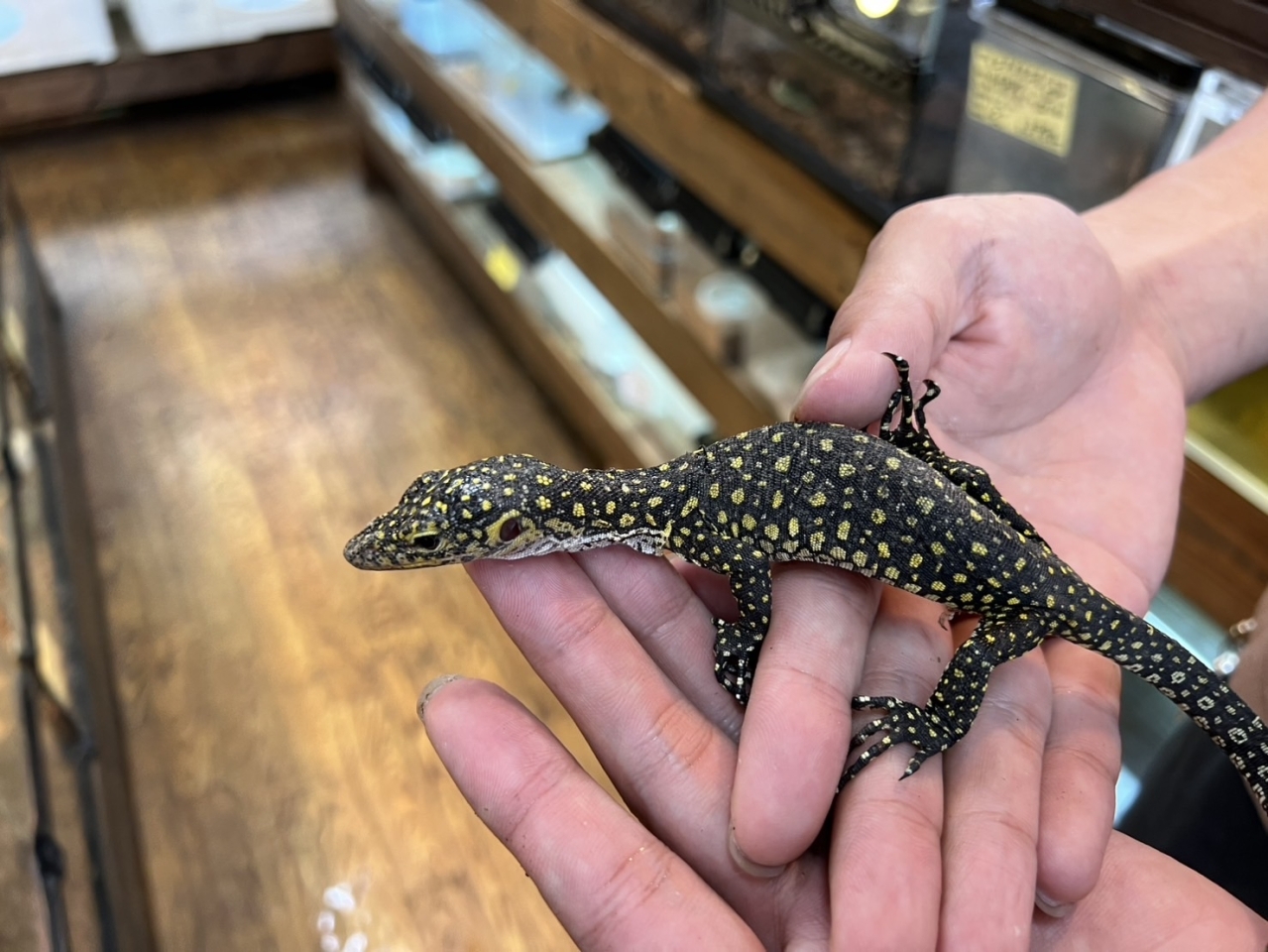 カイケチルモニター(4)