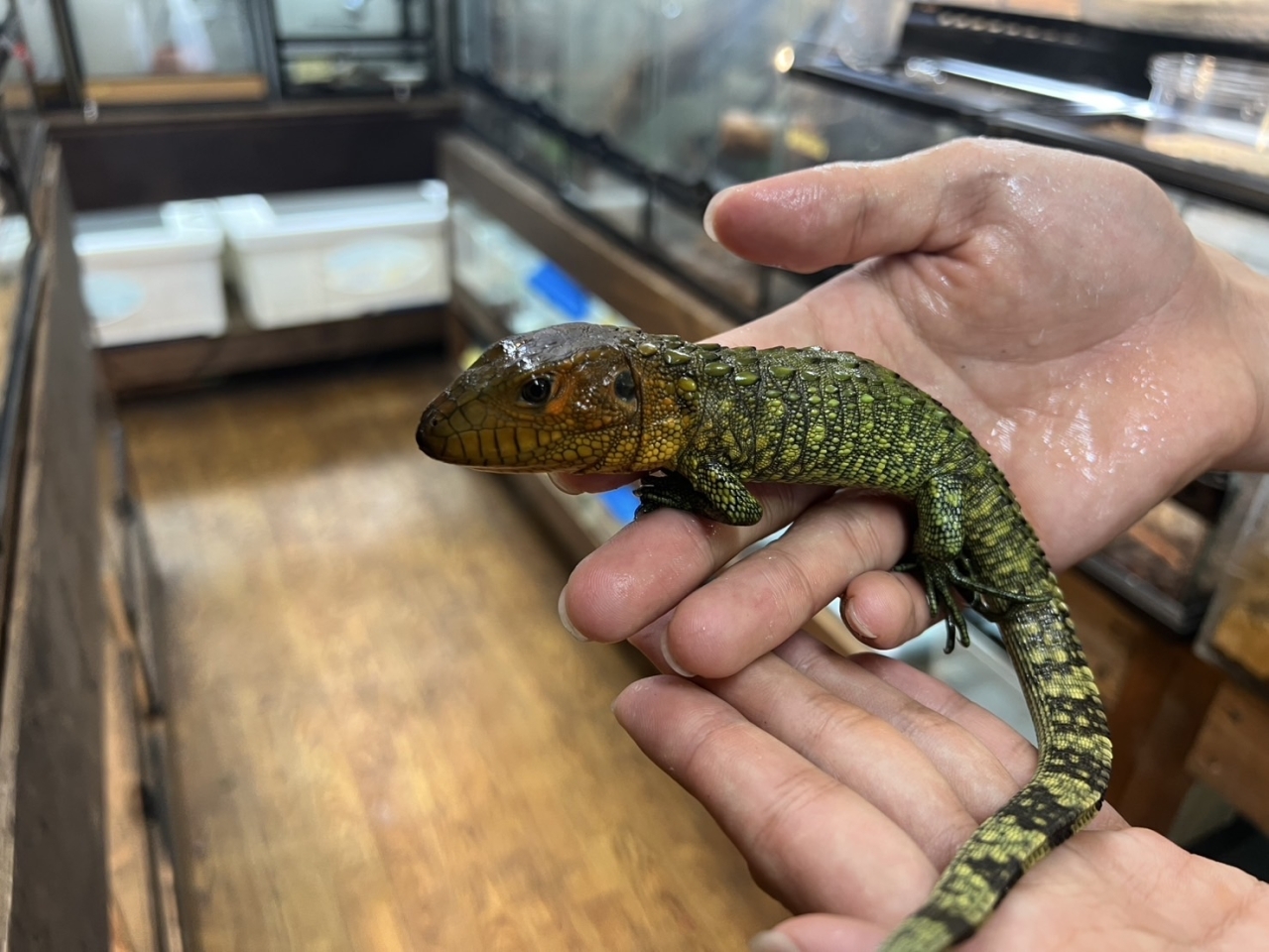 ギアナカイマントカゲ(3)