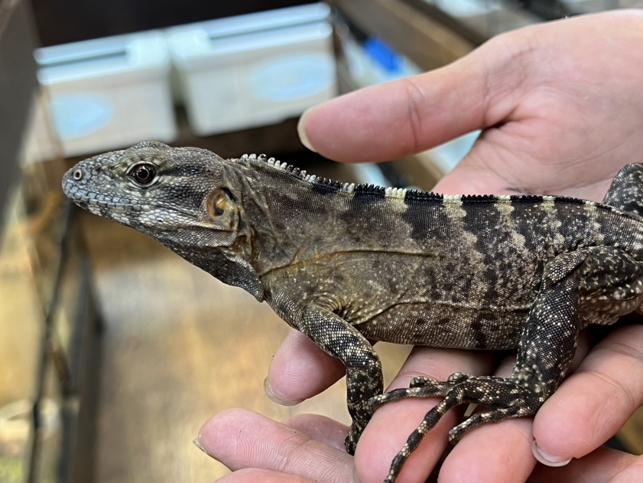 バナナスパイニーテールイグアナ（ケリーライン）（No.2）(1)