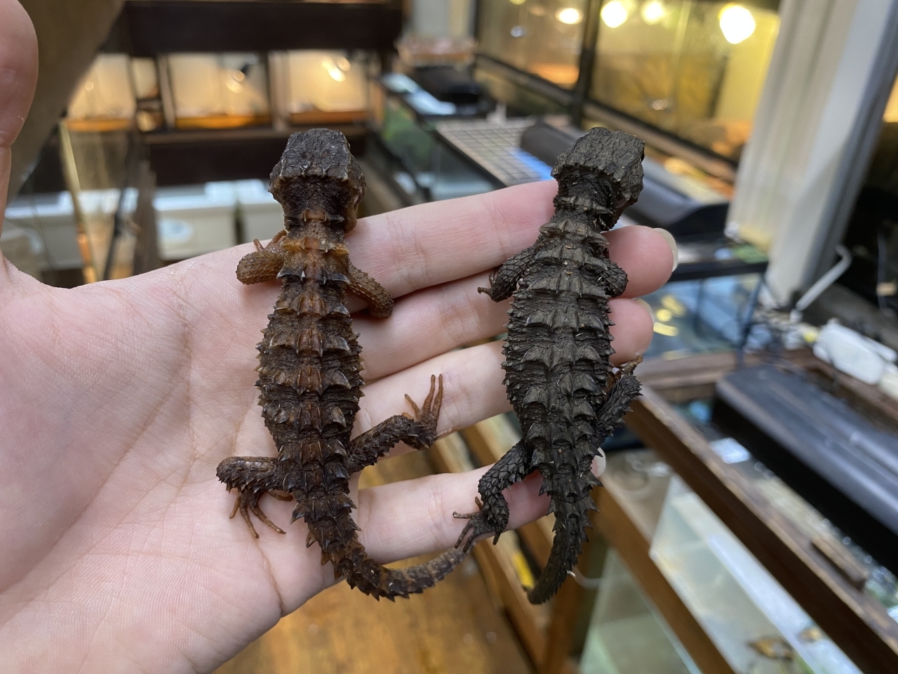 モトイカブトトカゲ(2)