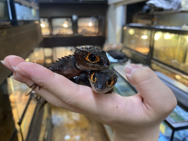 アカメカブトトカゲ