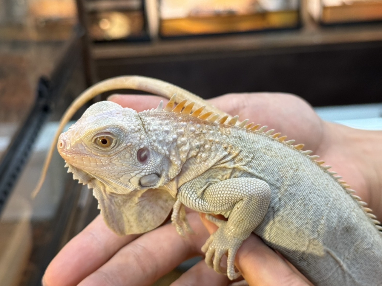 グリーンイグアナ（ノヴァ)(2)