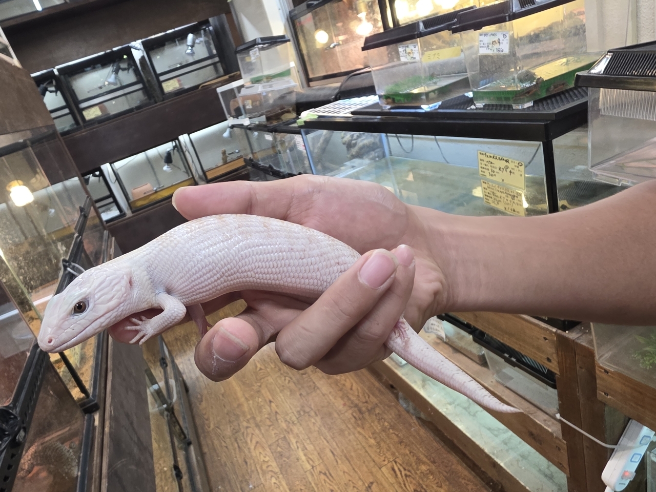 キタアオジタトカゲ（スーパーハイポ）（No.1）(3)