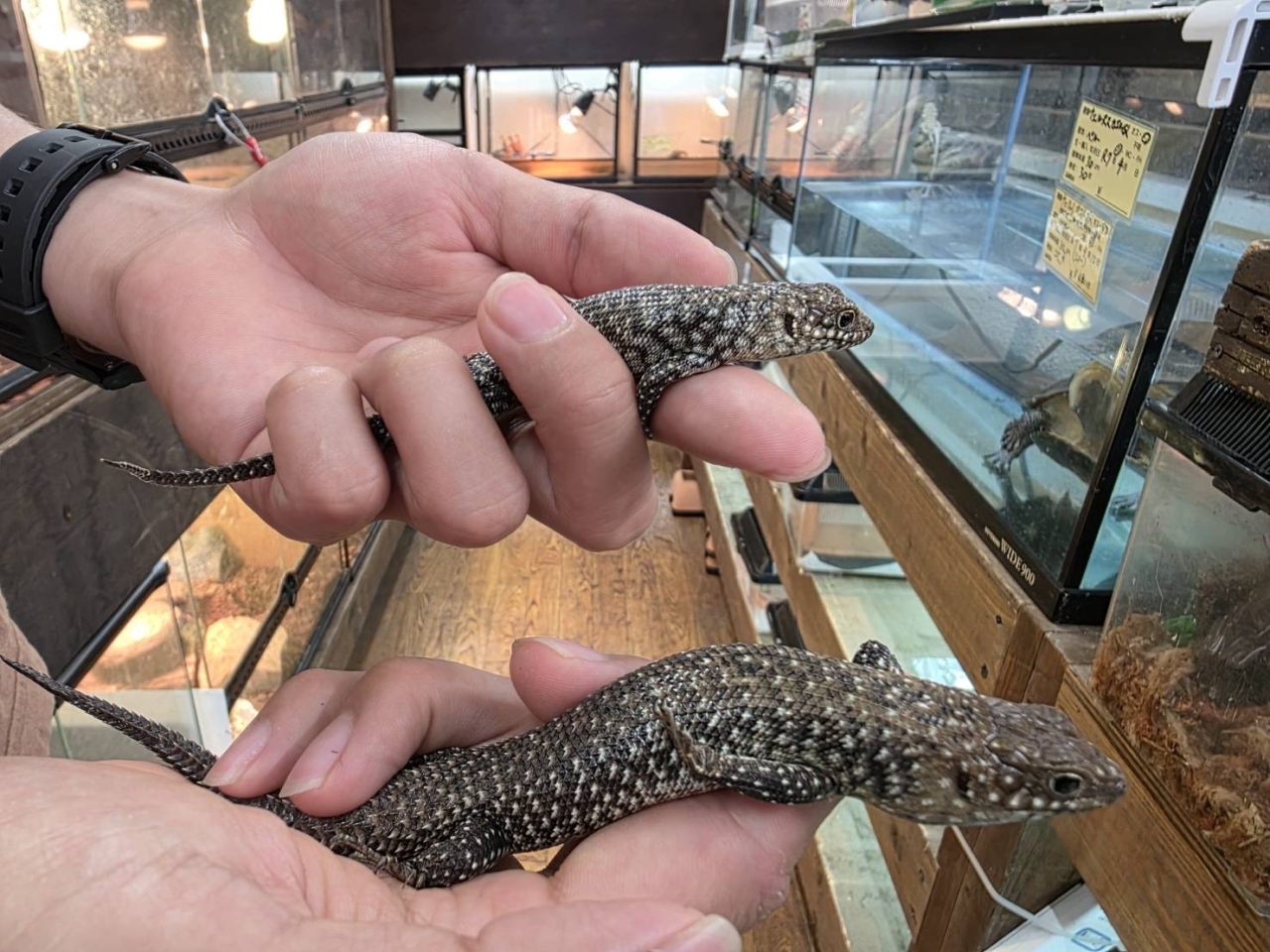 カニンガムイワトカゲ(3)