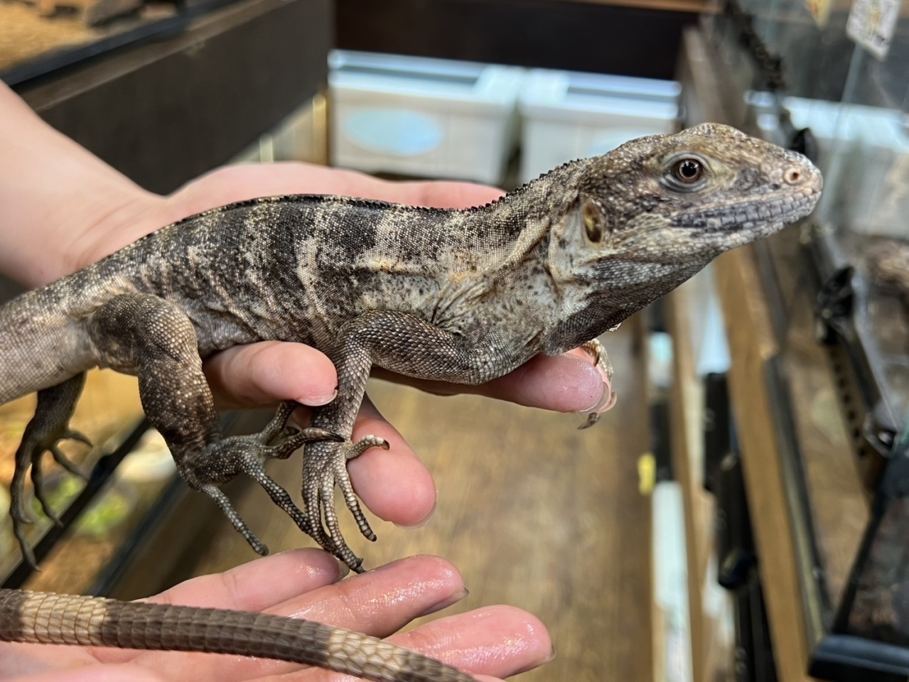 バナナスパイニーテールイグアナ(パンダパイド)（No.3）(1)