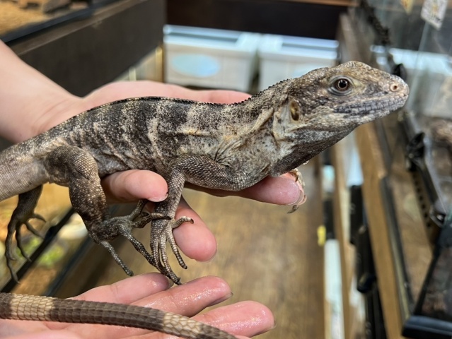 バナナスパイニーテールイグアナ(パンダパイド)（No.3）