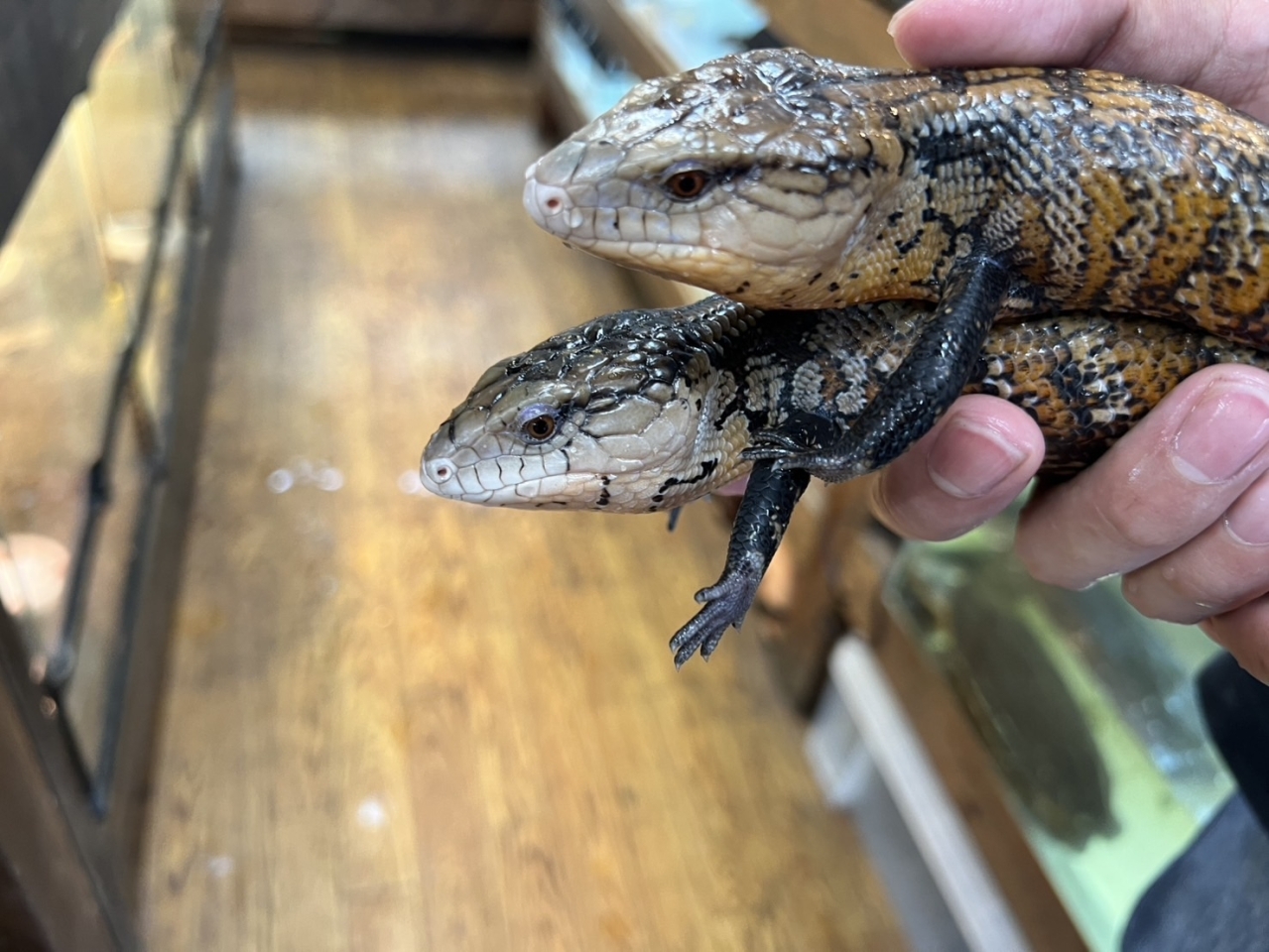 アルーアオジタトカゲ(2)