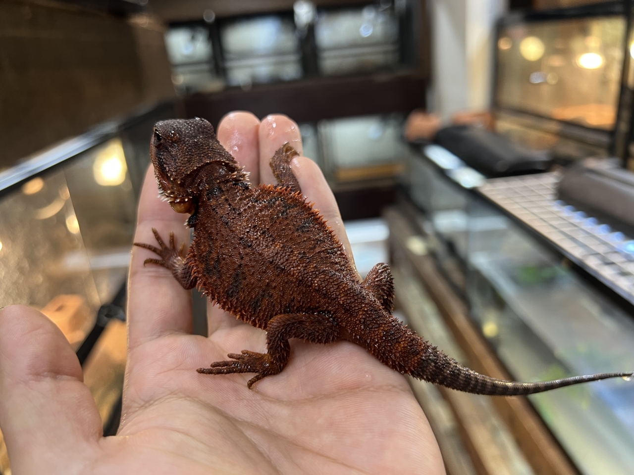 フトアゴヒゲトカゲ(ダークレッドAAA)(2)