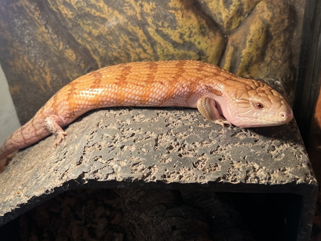 キタアオジタトカゲ（100%hetパターンレス)