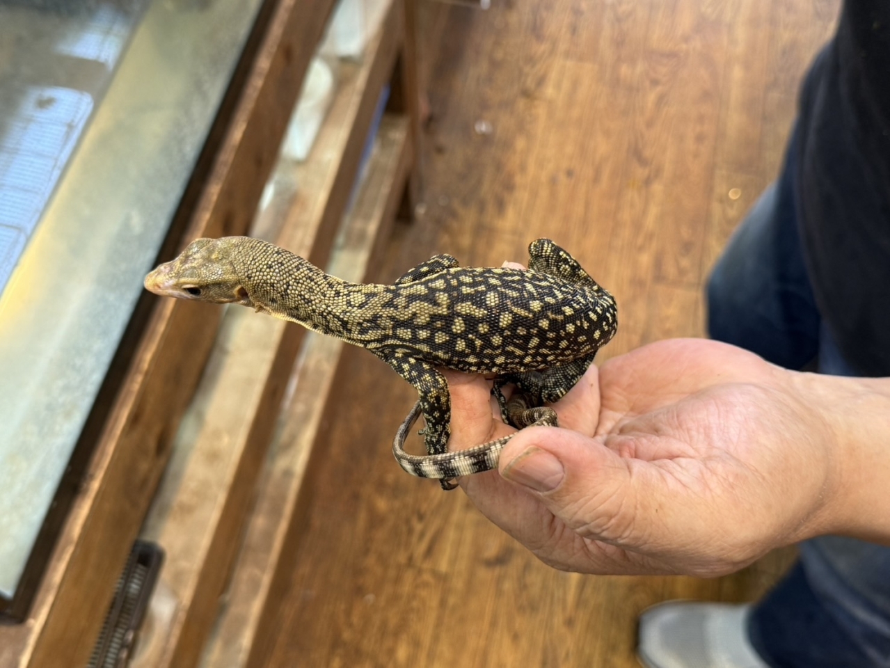 イエローヘッドモニター(3)