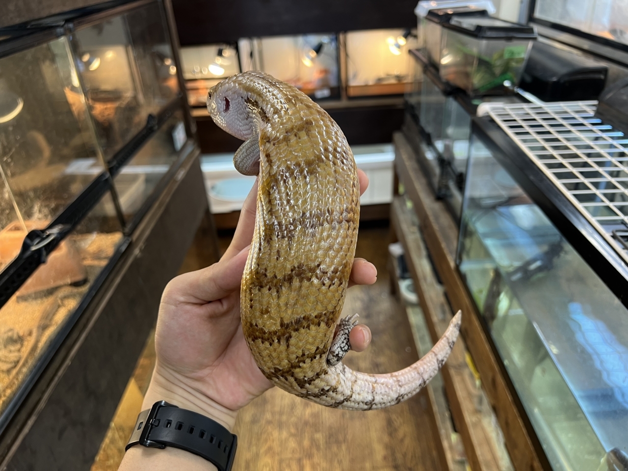 キタアオジタトカゲ（100%hetパターンレス)(4)