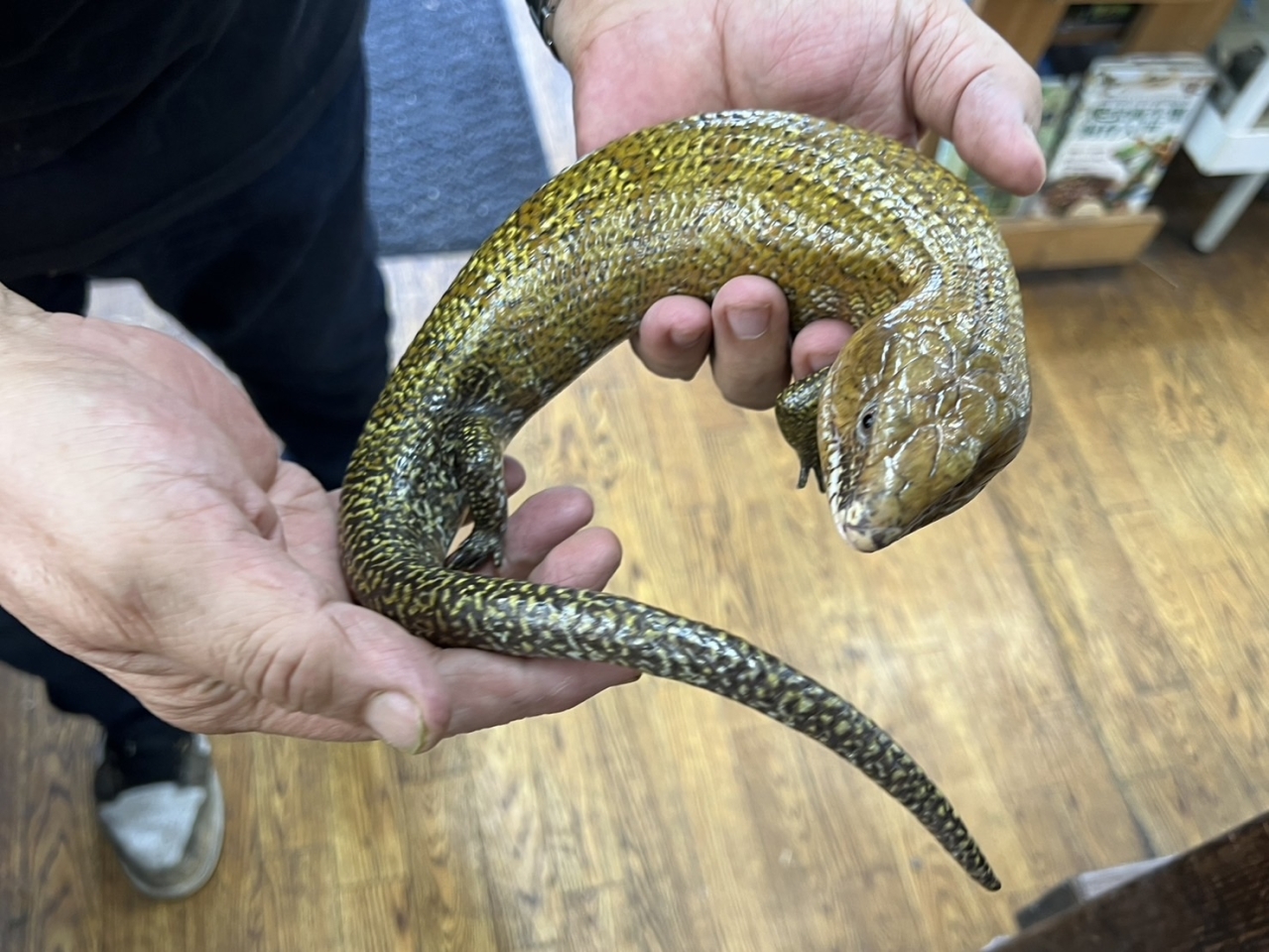 ケイアオジタトカゲ(2)