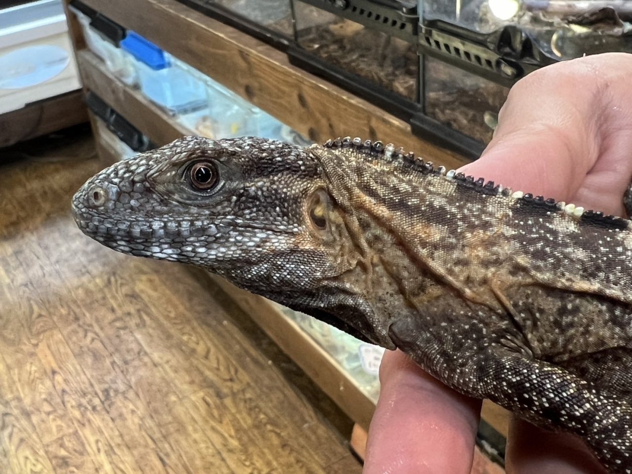 バナナスパイニーテールイグアナ（ケリーライン）（No.1）(2)