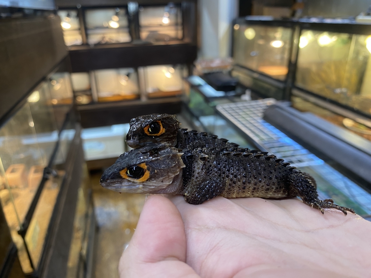 アカメカブトトカゲ(3)