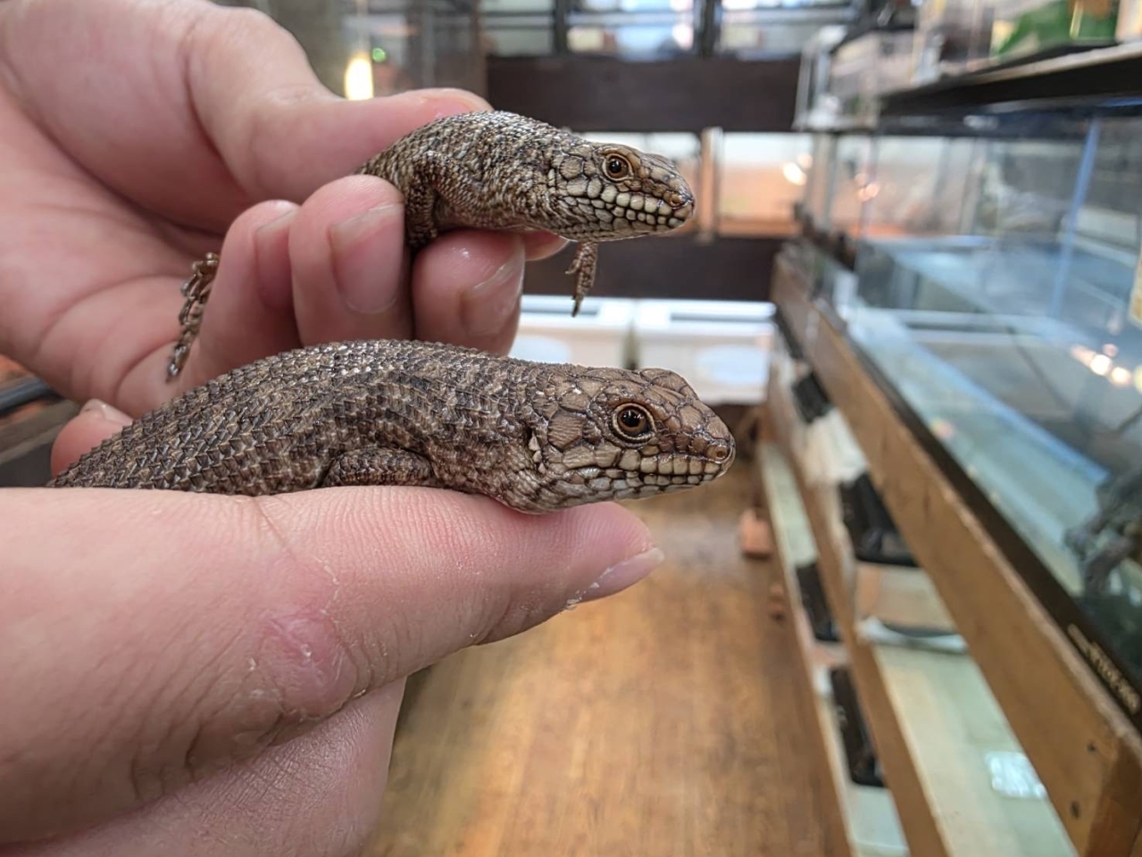 ストケスイワトカゲ(2)