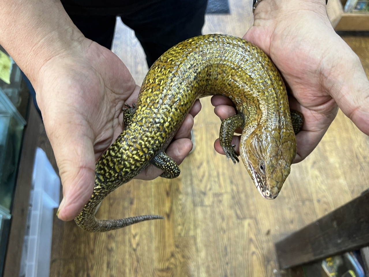 爬虫類ショップ サウリア大東店｜ケイアオジタトカゲ