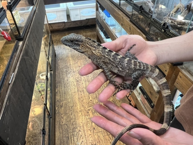 バナナスパイニーテールイグアナ（ケリーライン）（No.1）