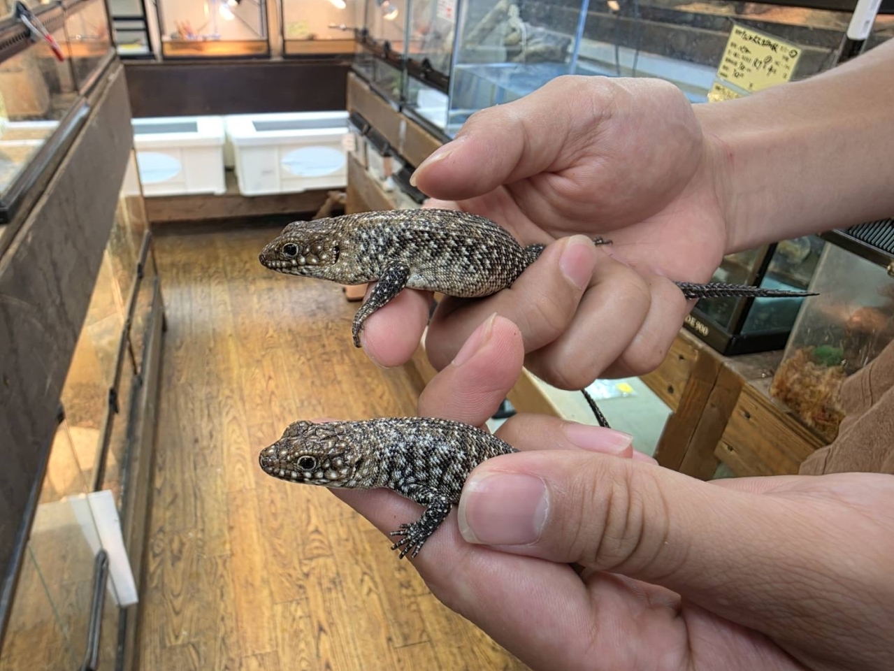 カニンガムイワトカゲ(2)