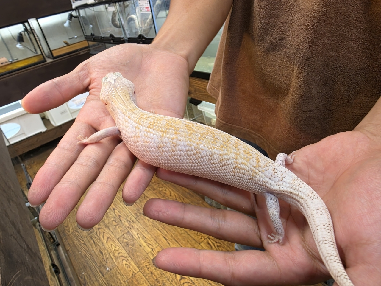 キタアオジタトカゲ（スーパーハイポ）（No.3）(2)